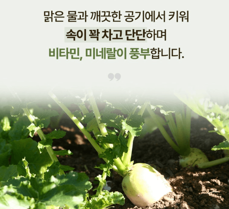 스피드번님의 장터 판매 상품 [제주도 월동무] 첨부 사진