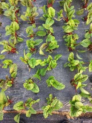 농민님의 자유주제 · 자유게시판 작성글 사진