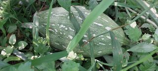 삿갓농부님의 자유주제 · 자유게시판 작성글 사진