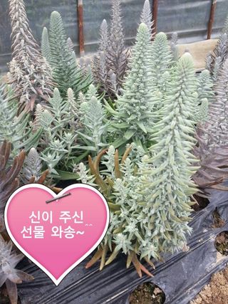하은와송~♡♡♡~님의 자유주제 · 자유게시판 작성글 사진