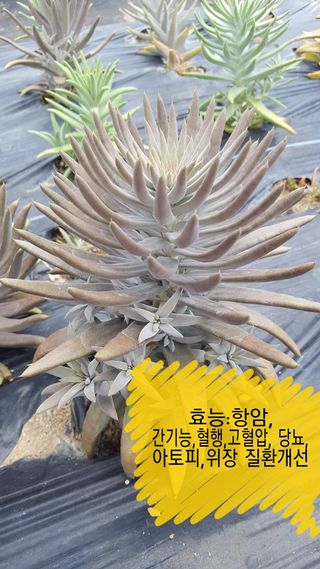 하은와송~♡♡♡~님의 자유주제 · 자유게시판 작성글 사진