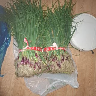 오영도님의 자유주제 · 자유게시판 작성글 사진