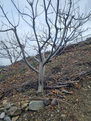 김용대님의 자유주제 · 자유게시판 작성글 사진