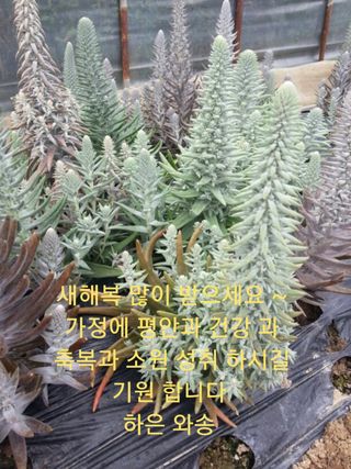 하은와송~♡♡♡~님의 자유주제 · 자유게시판 작성글 사진