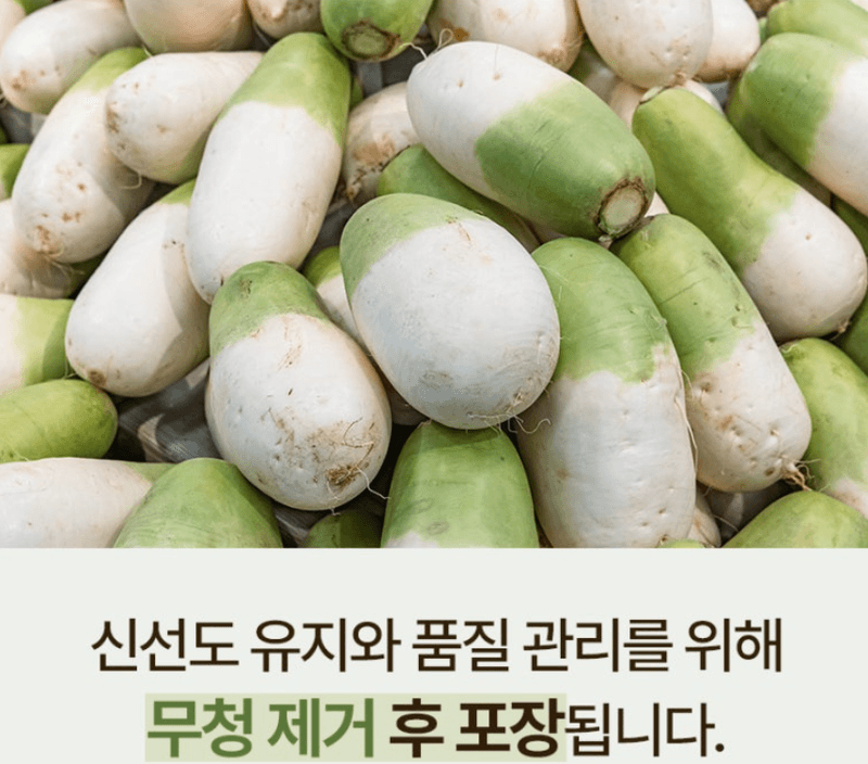 스피드번님의 장터 판매 상품 [제주도 월동무] 첨부 사진
