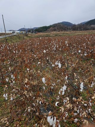 고사리.밤.육쪽마늘님의 자유주제 · 자유게시판 작성글 사진