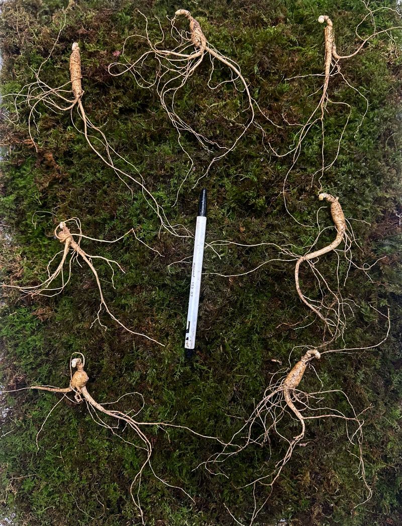 장터 상품 [7-8년근 정삼 뿌리 당 1,500원] 썸네일