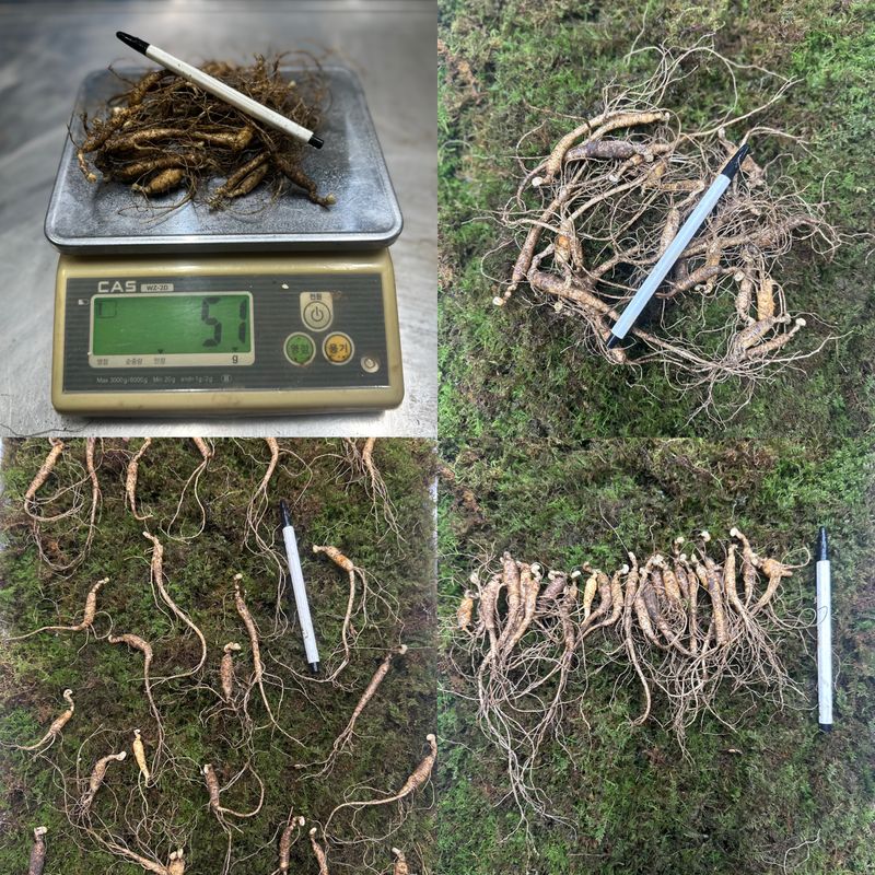 진상빈님의 장터 판매 상품 [7-8년근 b급 + 파삼 g단위 판매] 첨부 사진