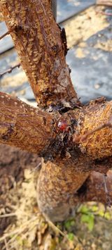 윤섭님의 농사, 무엇이든 물어보세요!·참여글 작성글 사진