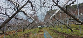 달맛햇복숭아농원님의 자유주제 · 자유게시판 작성글 사진