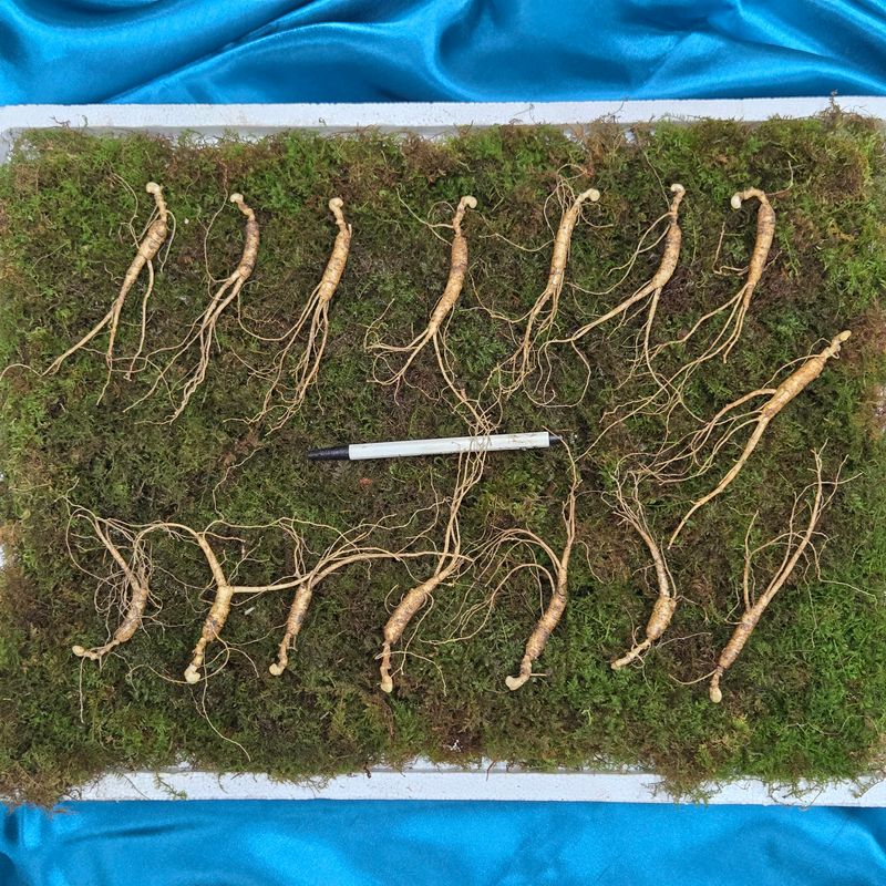 이규성님의 장터 판매 상품 [10년근 정삼 싸게 판매합니다] 첨부 사진