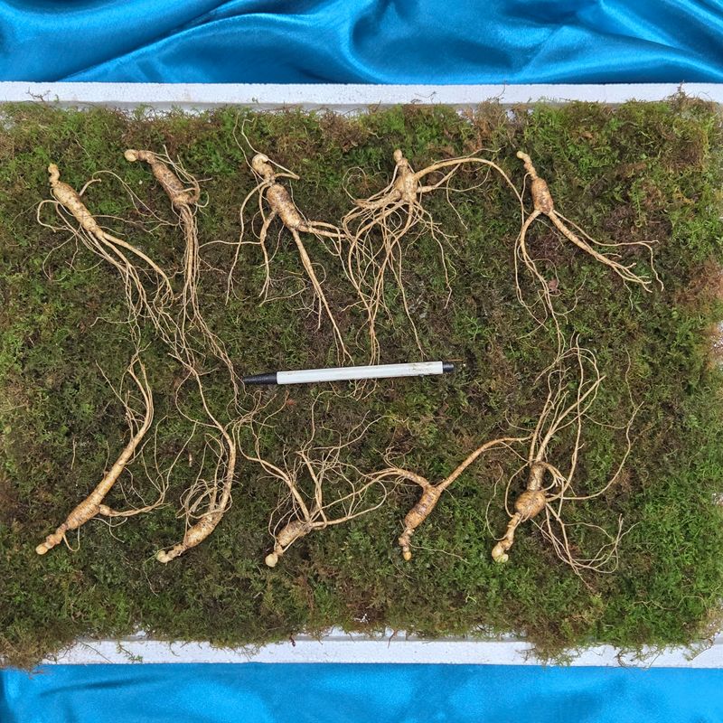 이규성님의 장터 판매 상품 [10년근 정삼 싸게 판매합니다] 첨부 사진