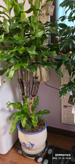 달맛햇복숭아농원님의 자유주제 · 자유게시판 작성글 사진