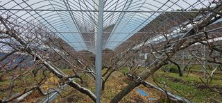 달맛햇복숭아농원님의 자유주제 · 자유게시판 작성글 사진