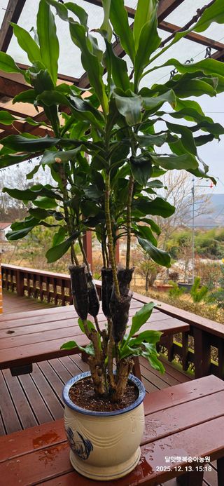 달맛햇복숭아농원님의 자유주제 · 자유게시판 작성글 사진