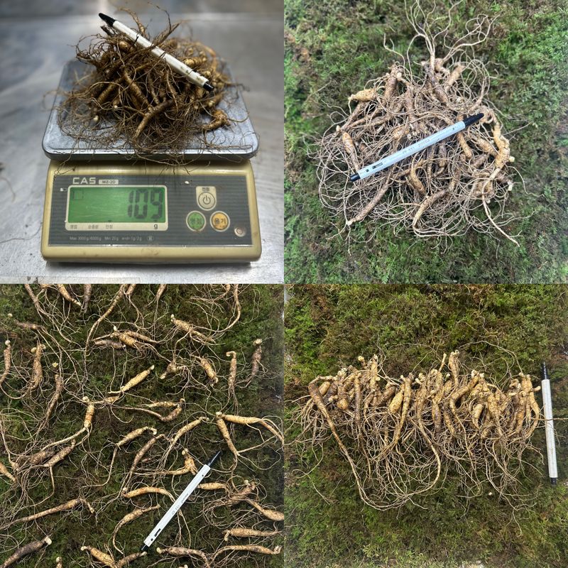 진상빈님의 장터 판매 상품 [7-8년근 b급 + 파삼 g단위 판매] 첨부 사진