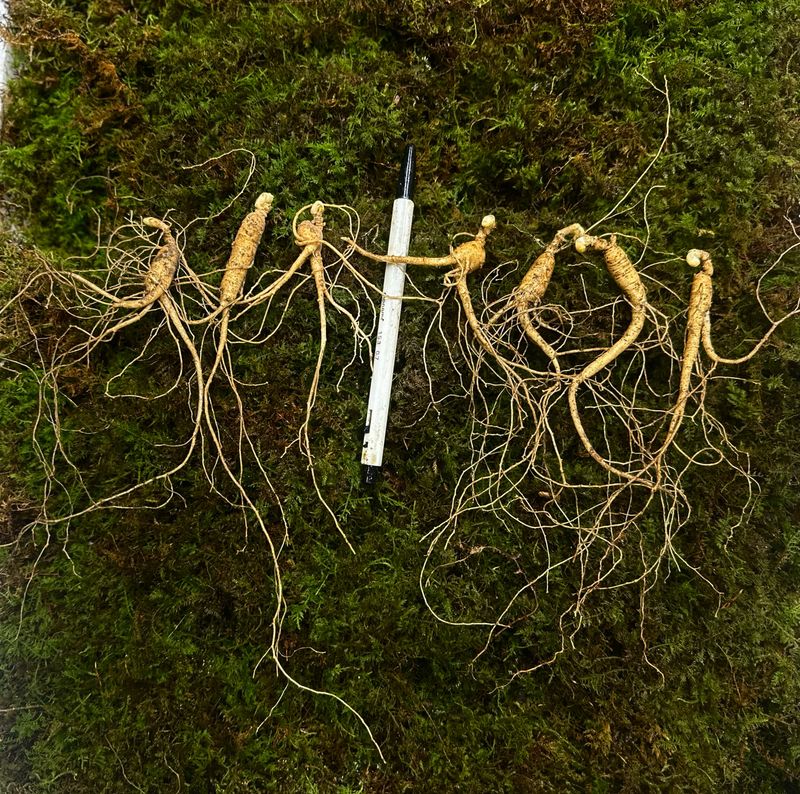 진상빈님의 장터 판매 상품 [7-8년근 정삼 뿌리 당 1,500원] 첨부 사진