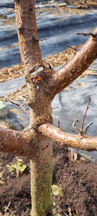 윤섭님의 농사, 무엇이든 물어보세요! · 참여글 작성글 사진
