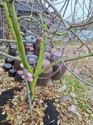 김중언님의 농사, 무엇이든 물어보세요! · 참여글 작성글 사진