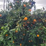 서귀포달코롬감귤농원님의 귤·수확 작성글 사진