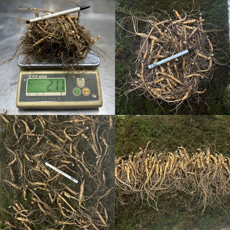 진상빈님의 장터 판매 상품 [7-8년근 b급 + 파삼 g단위 판매] 첨부 사진