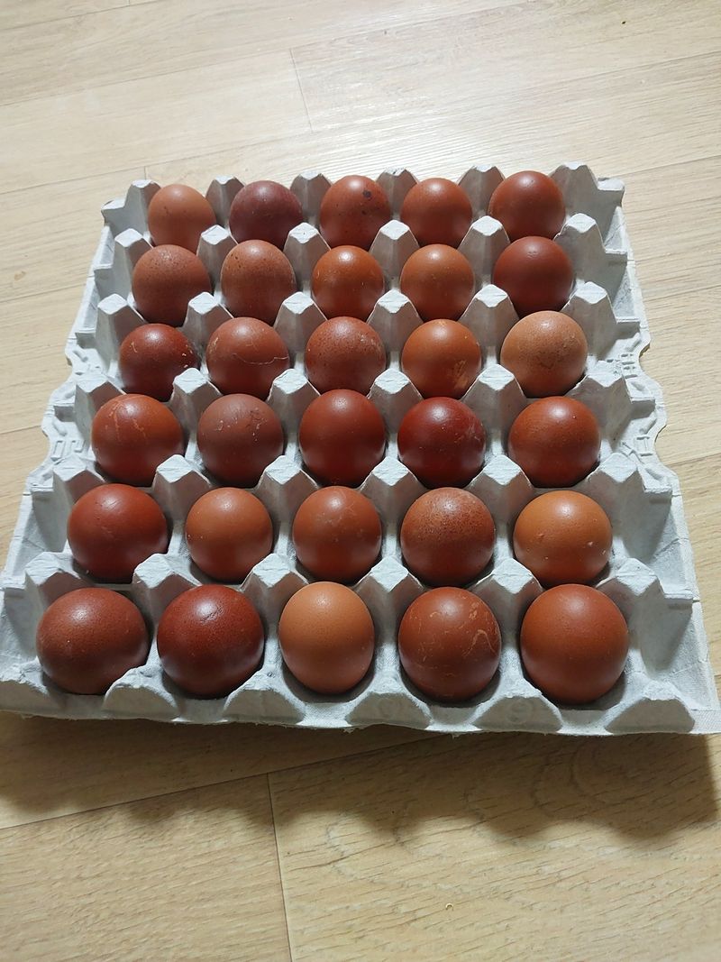 김영복님의 장터 판매 상품 [블랙카퍼마란 닭] 첨부 사진