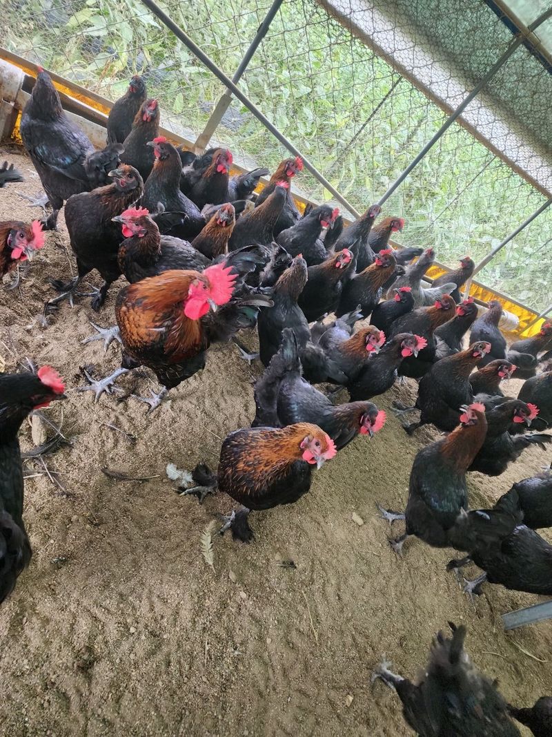 장터 상품 [블랙카퍼마란 닭] 썸네일