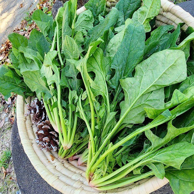 장터 상품 [시금치 5kg 남해 섬초 시금 해풍맞아 부드럽고 향이 좋은 신선한 노지 시금치] 썸네일