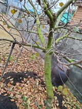 김중언님의 농사, 무엇이든 물어보세요!·참여글 작성글 사진