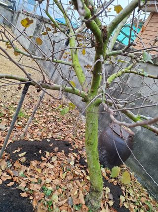 김중언님의 농사, 무엇이든 물어보세요! · 참여글 작성글 사진