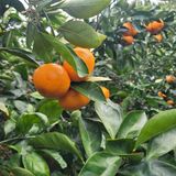 서귀포달코롬감귤농원님의 귤·수확 작성글 사진