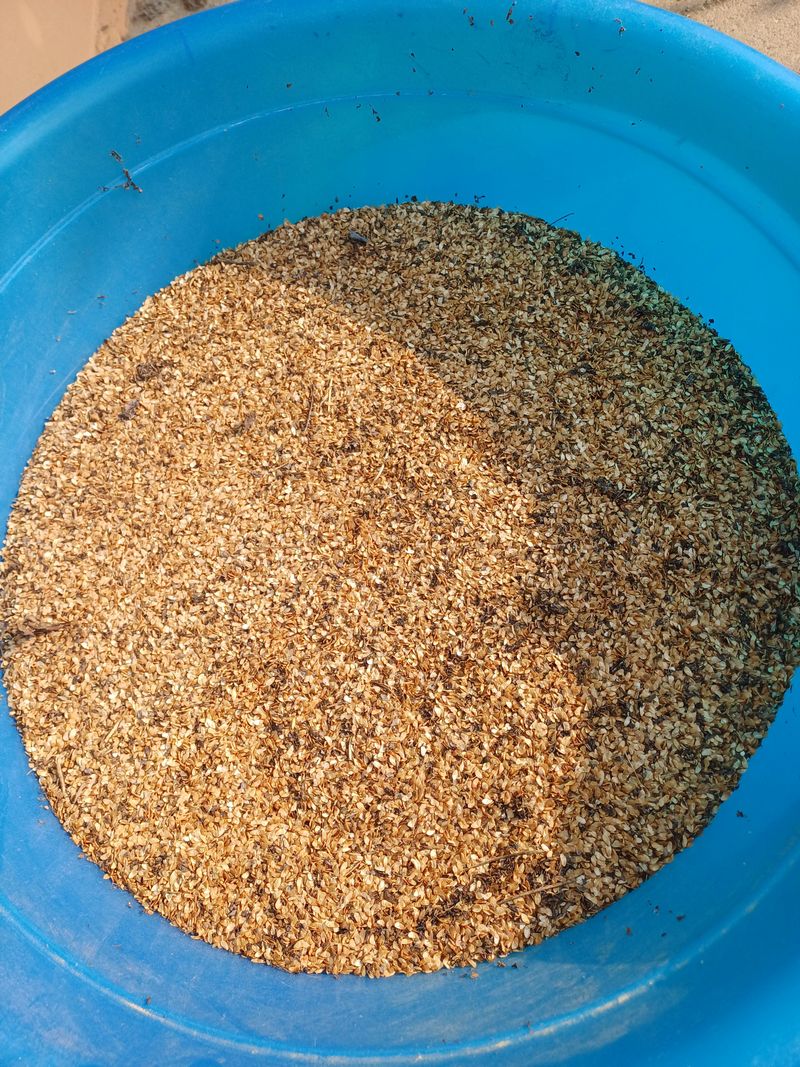 포천종삼농사꾼님의 장터 판매 상품 [더덕씨350g] 첨부 사진