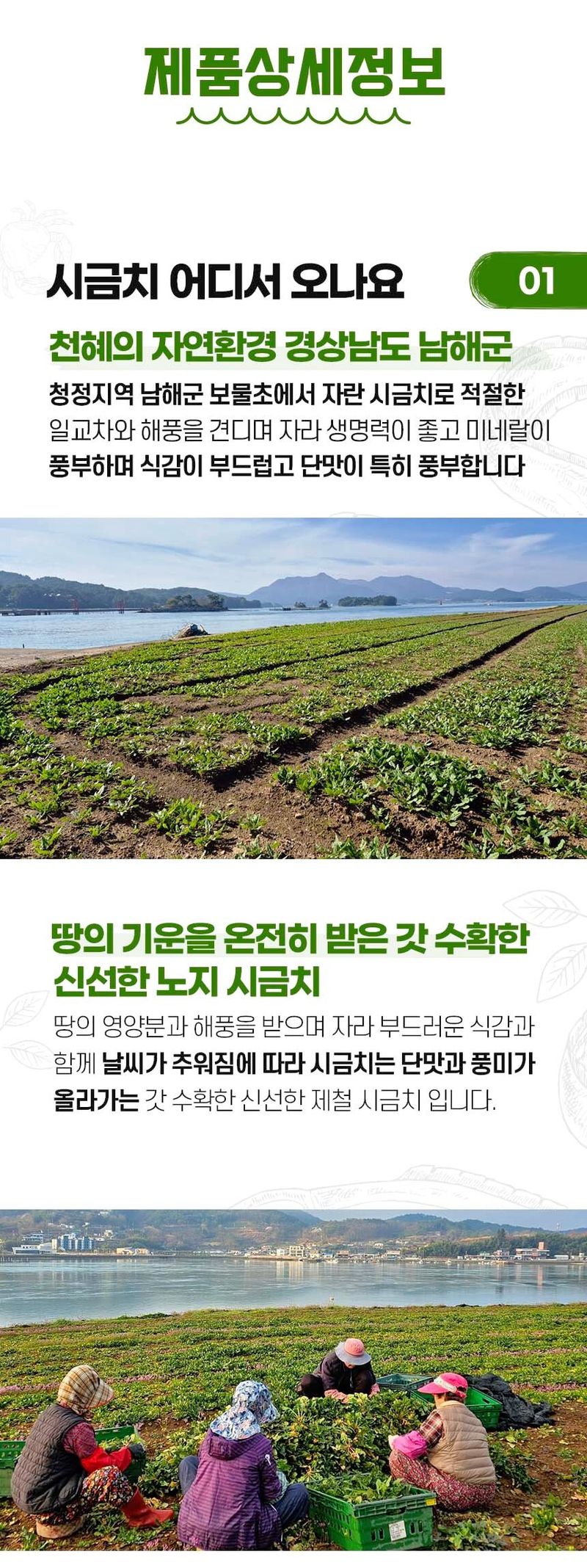 자두14488님의 장터 판매 상품 [시금치 5kg 남해 섬초 시금 해풍맞아 부드럽고 향이 좋은 신선한 노지 시금치] 첨부 사진