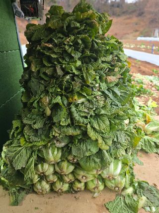 참깨김성욱9810님의 자유주제 · 자유게시판 작성글 사진