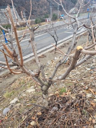김용대님의 자유주제 · 자유게시판 작성글 사진