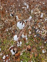 팜모닝 자유주제·자유게시판 게시글 이미지