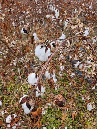 고사리.밤.육쪽마늘님의 자유주제 · 자유게시판 작성글 사진
