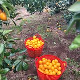 팜모닝 귤·수확 게시글 이미지