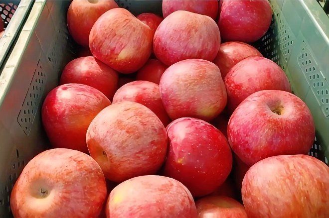 자두14488님의 장터 판매 상품 [사과 8kg 경북 햇사과 새콤달콤한 맛이 일품 맛있어서 사과 드립니다] 첨부 사진