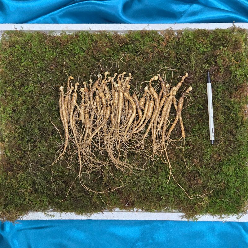 이규성님의 장터 판매 상품 [10년근 정삼 싸게 판매합니다] 첨부 사진