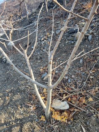 김용대님의 자유주제 · 자유게시판 작성글 사진