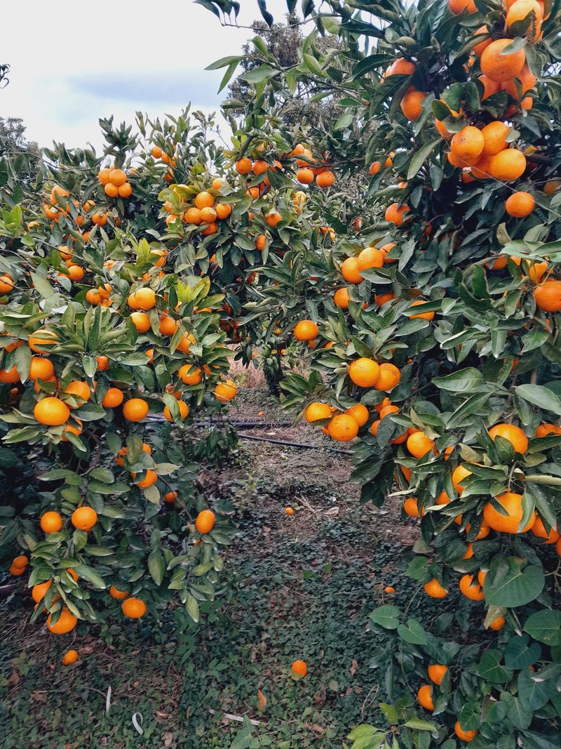 대정골귤꽃농원님의 장터 판매 상품 [고당도 감귤 10키로] 첨부 사진