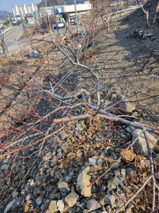 김용대님의 자유주제 · 자유게시판 작성글 사진