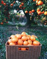 팜모닝 · 게시글 이미지