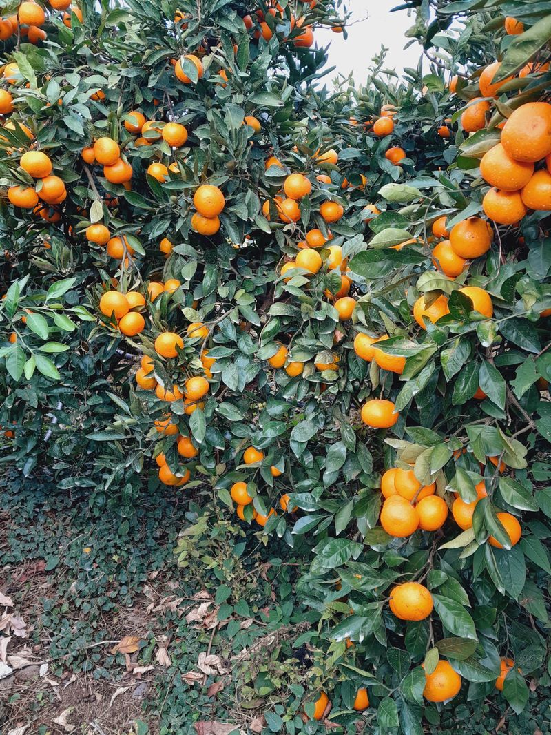 대정골귤꽃농원님의 장터 판매 상품 [고당도 감귤 10키로] 첨부 사진