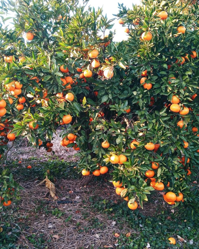대정골귤꽃농원님의 장터 판매 상품 [고당도 감귤 10키로] 첨부 사진
