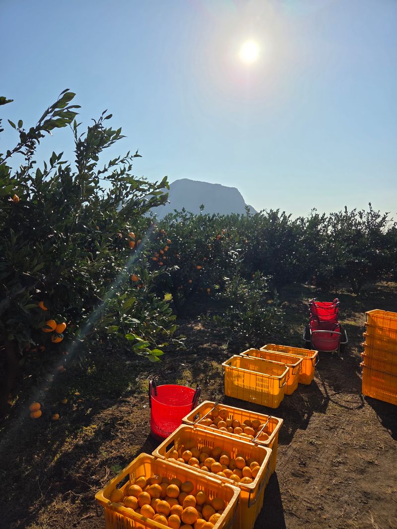 산방자연농원님의 장터 판매 상품 [서귀포 조생귤 대과 10kg(택배비포함)] 첨부 사진