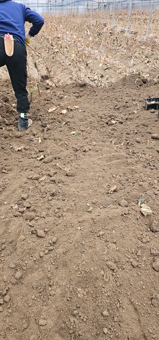 뿌리묘목농원님의 자유주제 · 자유게시판 작성글 사진