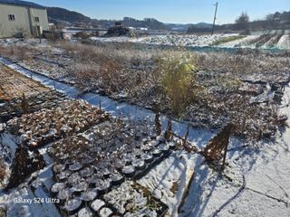 약초원 김종군님의 자유주제 · 자유게시판 작성글 사진