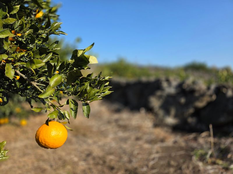 산방자연농원님의 장터 판매 상품 [서귀포 조생귤 대과 10kg(택배비포함)] 첨부 사진